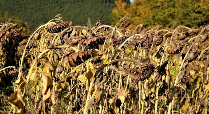 A napraforgó is bajban van, de a kukorica szenvedi meg leginkább az aszályt