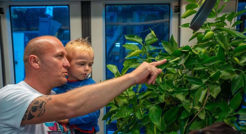 Igazi dzsungelhangulat uralkodott a debreceni villamoson