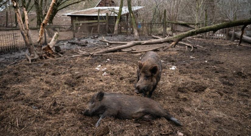 Afrikai sertéspestis bukkant fel a beregszászi járásban a vaddisznóknál