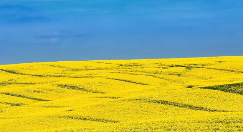 Nagy kárt okozott az aszály az ukrán mezőgazdaságban