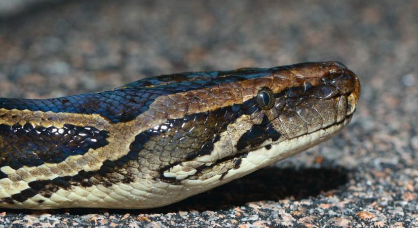 Miként védekeznek a kígyók a kígyóméreg ellen?