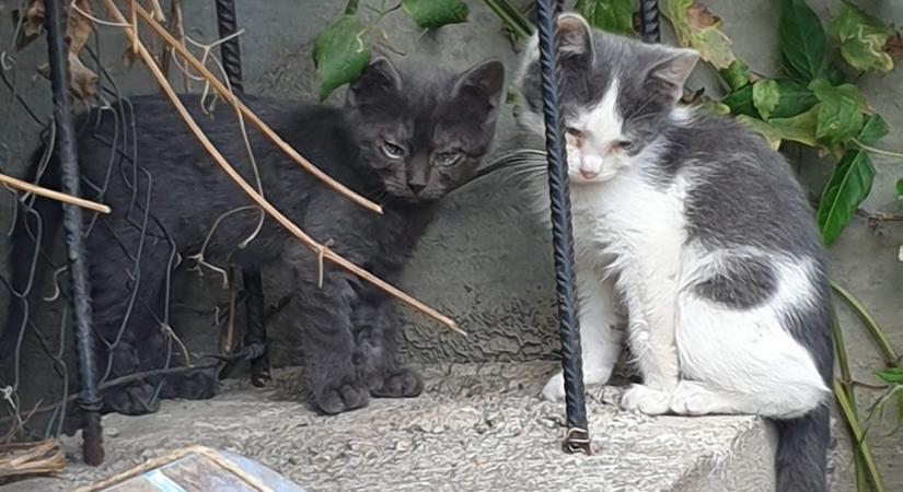 Cicákat ment az ügyvéd, most szomorú hírt is közölt