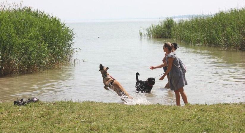 Kell-e rendszeresen fürdetni a kutyákat?