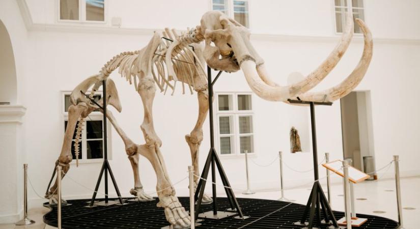Brúnó, a gyapjas mamut igazi sztár lett