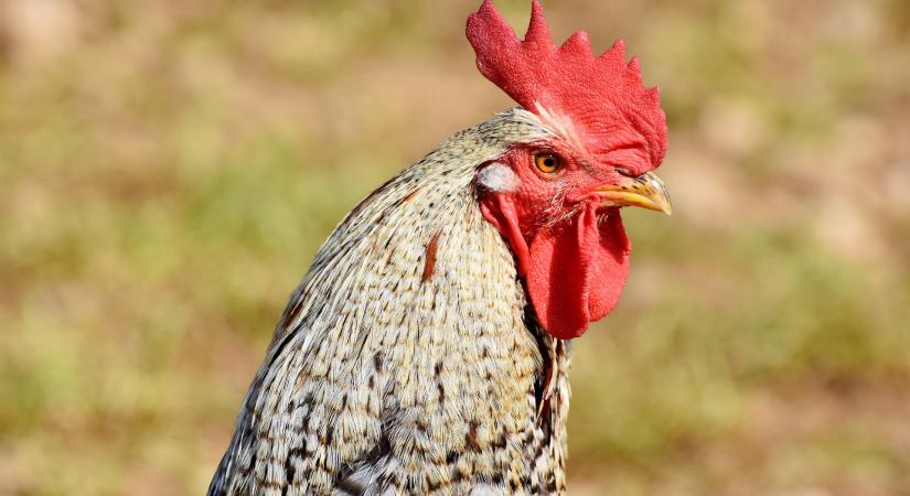 Jövőkép az állategészségügy jövőjéről Európában
