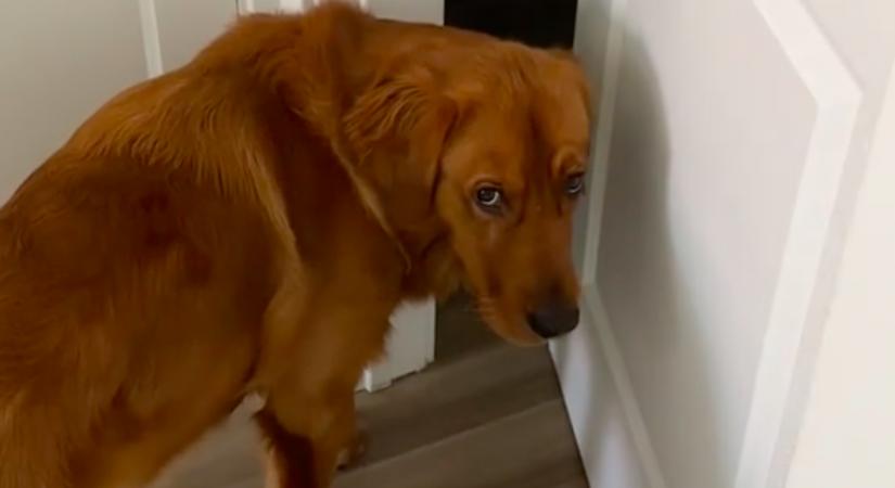 Rendre szemrehányóan néz a gazdáira a golden retriever: az oka milliókat érint meg - Videó