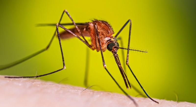 Crypto Mosquito: egy kép is elég, hogy veszélybe kerüljön kriptovaluta-tárcád
