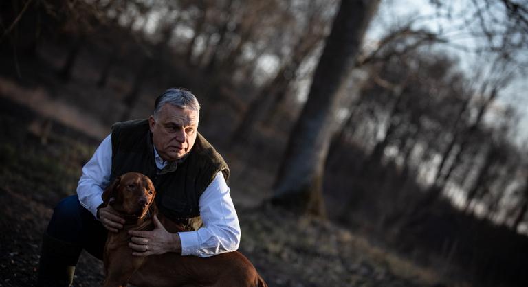 Felelős állattartásra szólít fel Orbán Viktor: hatályba léptek az új állatvédelmi regulák