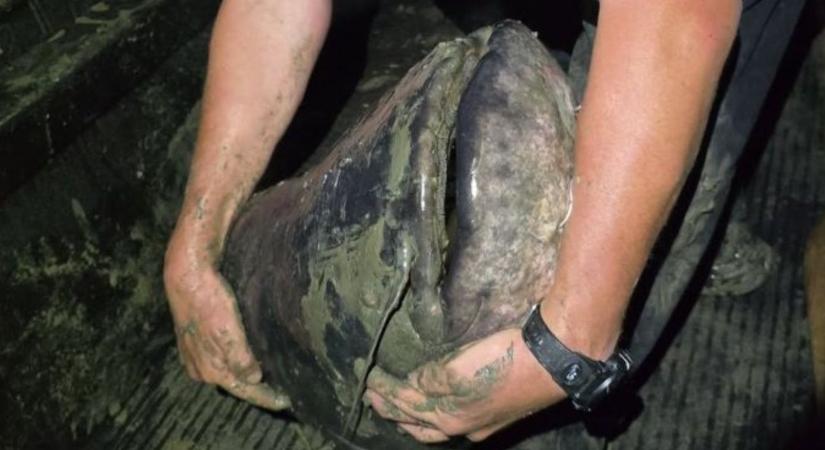 Gigantikus Tisza-harcsa: csak pár centire a világrekordtól