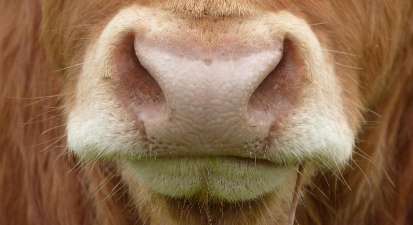 Heti hírösszefoglaló – Csökkent az élőmarha, emelkedett a húskivitel