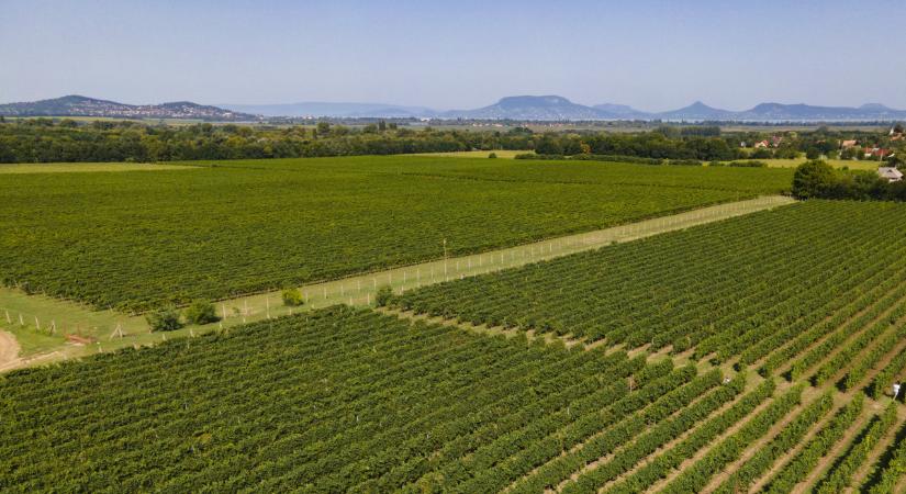 A magyar agráriumot kettős tragédia érte - a volt miniszter intelmei
