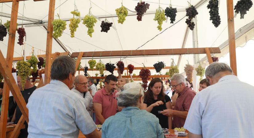 Eldőlt: kié lett a legszebb fürt Pécsen? (GALÉRIA ÉS VIDEÓ)