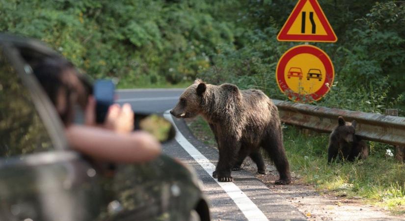 Újabb külföldi motorosra támadt rá egy medve a Transzfogarasi úton – hírek vasárnap