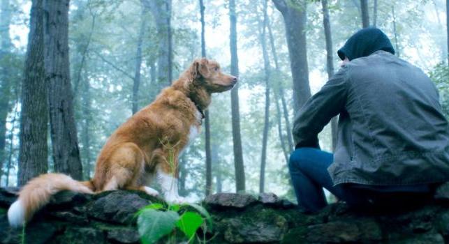 Good Boy előzetes: egy világ kíváncsi rá, hogy a kutya túléli-e