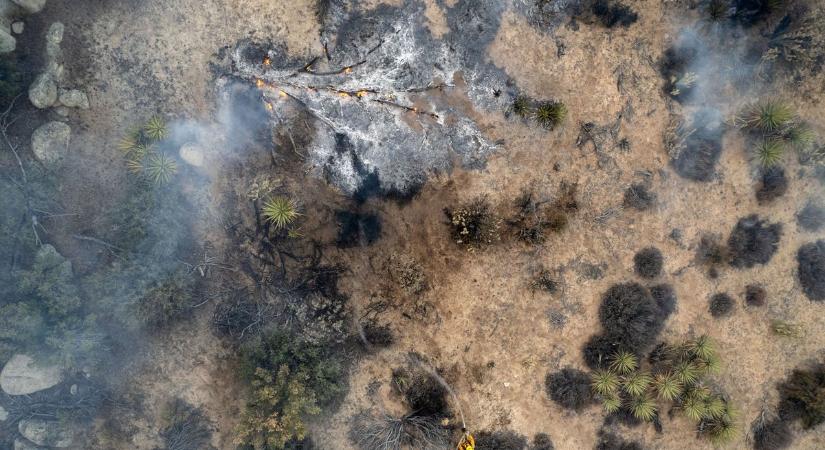 Van élet a tűzvészek után: Mexikóban már drónok végzik az erdőtelepítést