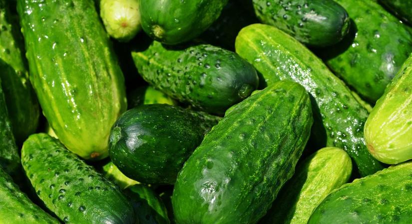 Miért keserű a frissen leszedett uborka?