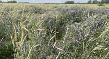 Az intercropping mint lehetséges alternatíva