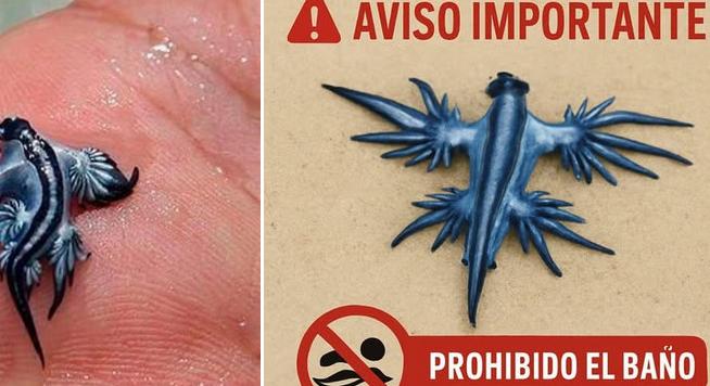 Mérgező tengeri fecskék miatt zárták le a híres európai strandot
