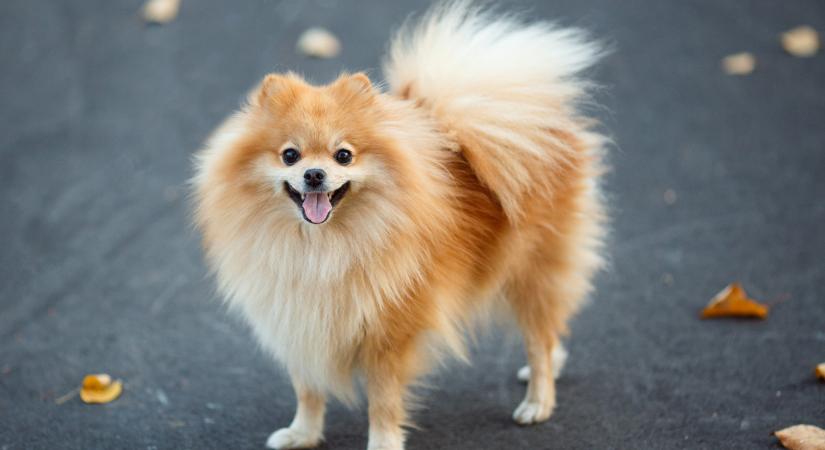 A pomerániai törpespicc a világ legcukibb kutyája, mégsem való mindenkinek! Olvasd el ezt, mielőtt befogadnál egyet!