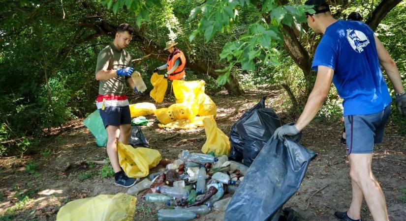 Döbbenetes számok láttak napvilágot: a Tisza vizében hemzsegnek ezek a veszélyes apróságok