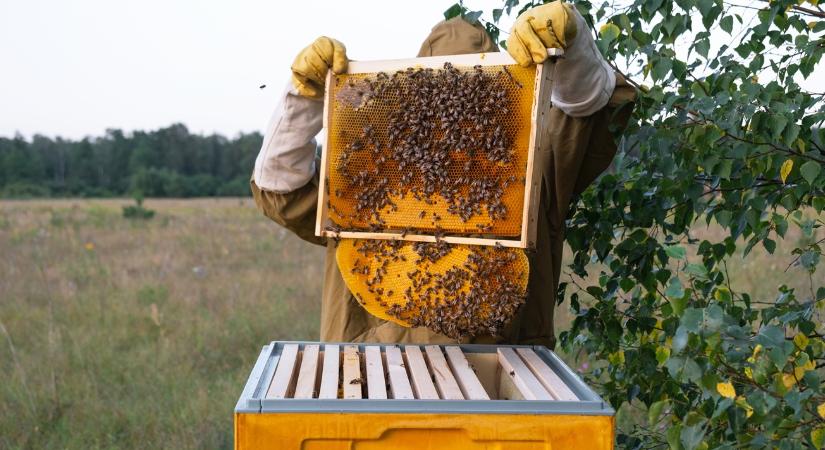 Kevés a pollen? Mesterséges szuperélelmiszert kapnak a méhek