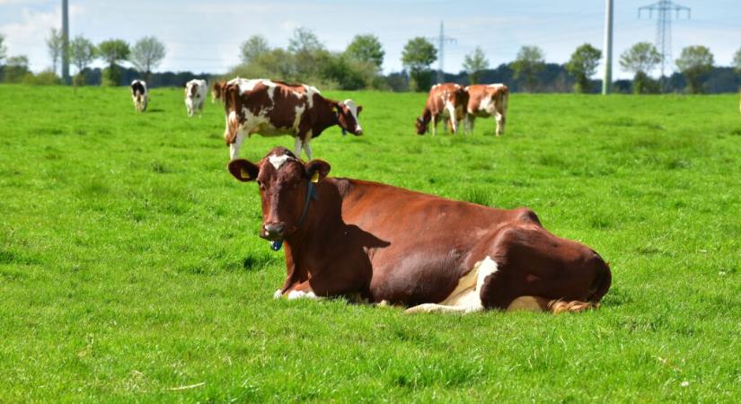 OECD–FAO előrejelzés: állattenyésztési kilátások 2025–2034