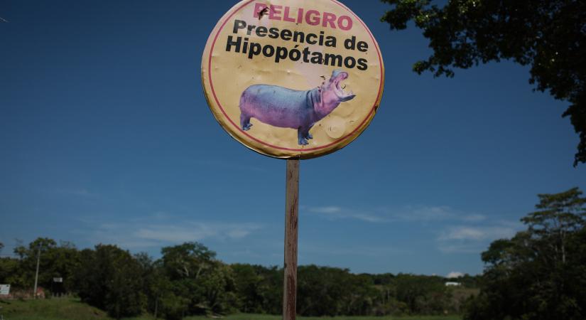 A túlszaporodott kolumbiai vízilovak leölését javasolják