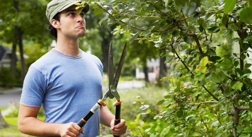 Hogyan kell a fákat nyár végén metszeni? Ezt sokan elrontják a kertben