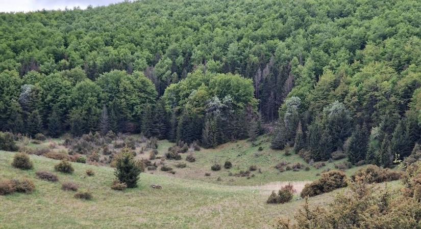 Szó szerint vérfagyasztó, ami a Bükkben történt hajnalban! Brutális, milyen mélyre süllyedt a fák között