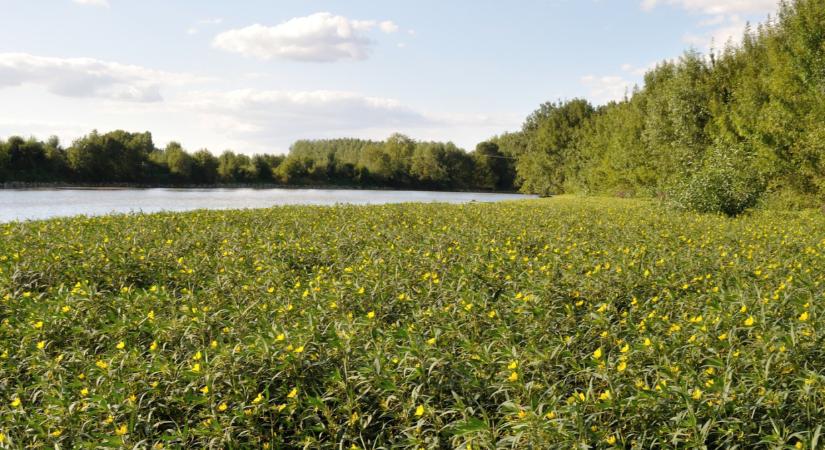 Zöld pestis terjed Magyarországon: ökológiai katasztrófát okozhat az agresszív betolakodó
