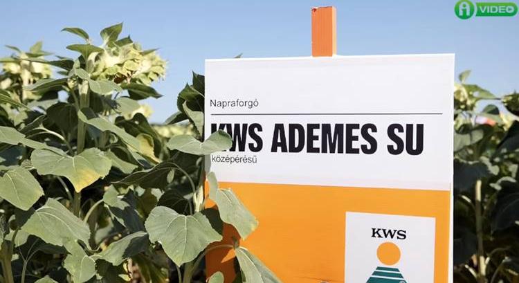 Válasz a változó vetésszerkezetre: KWS hibridek