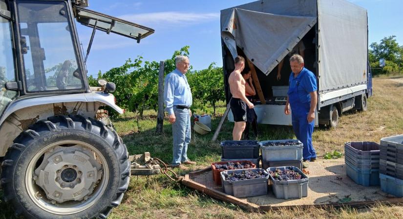 Szedik a szőlőt, javában folyik a munka a szekszárdi borvidéken