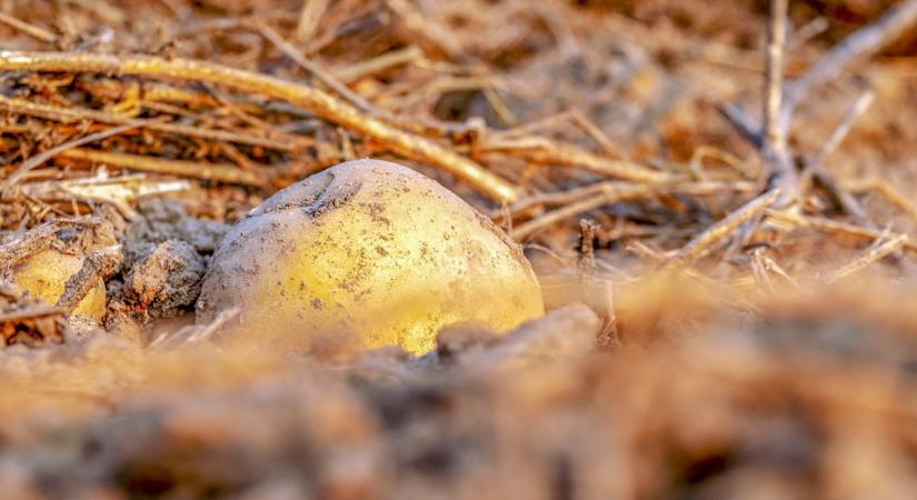 Föld alatti kincskeresés – miért mindig a legnagyobb krumpli marad a földben?