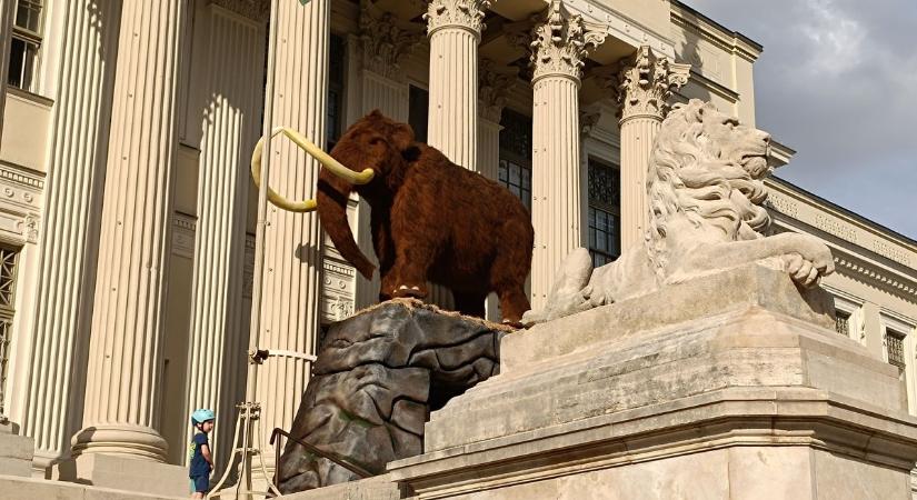 A mamut mindent visz, ötvenezredik látogatóját ünnepelte a szegedi jégkorszak-tárlat