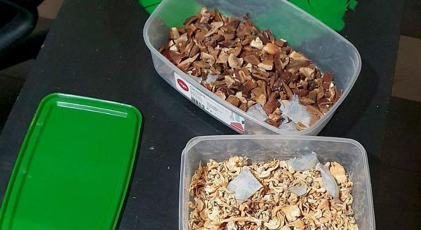 Két óbecsei laboratóriumban is varázsgombát termesztettek (Fotók)