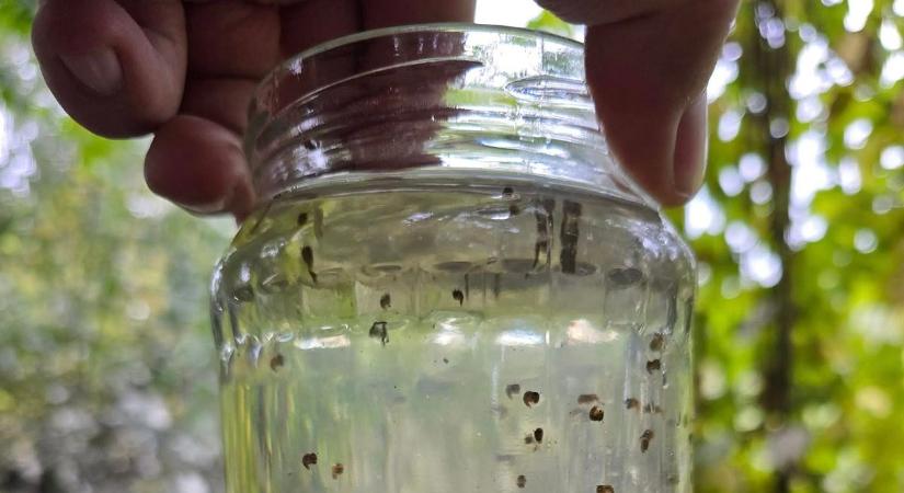 Kisapostagtól Iváncsáig gyérítik a héten a szúnyogokat