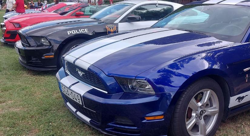 Felbőgtek a vadlovak – Mustang-találkozó pezsdítette fel Tamásit (videó)