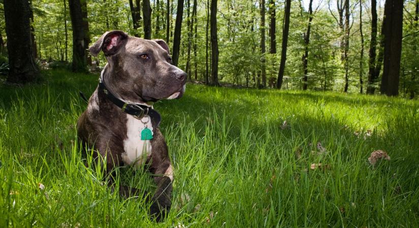 Kutyasétáltatókra támadt egy pitbull Csömörön