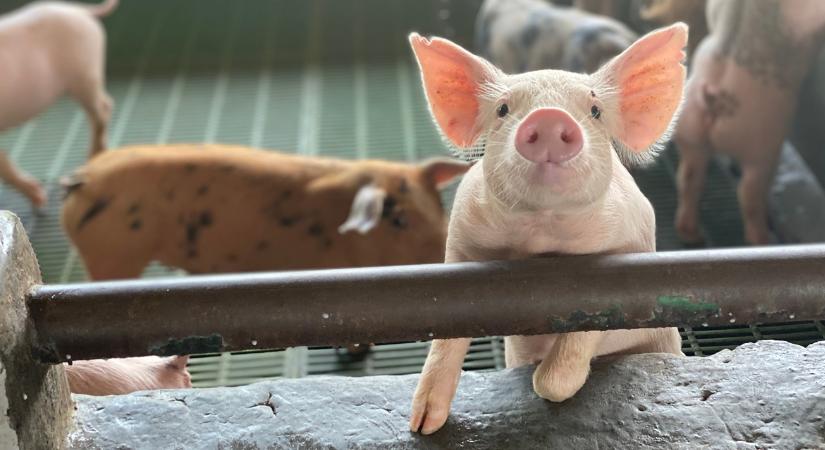Állatkínzási botrány a brit húsipari óriásnál, már a Tesco sem árulja a terméküket