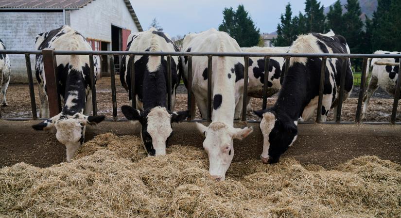 Ez nem játék: már nemcsak állatokat, embert is fertőz a húsevő parazita