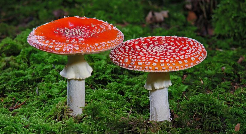 A halálos gombaebéd egyetlen túlélője megtörte a csendet - fotó