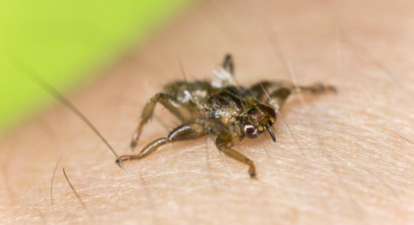 Egyre nagyobb számban támadnak a repülő kullancsok