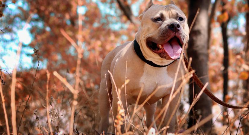 Megvadult pitbull támadt egy 20 éves férfire Csömörön, sokkos állapotban vitték kórházba