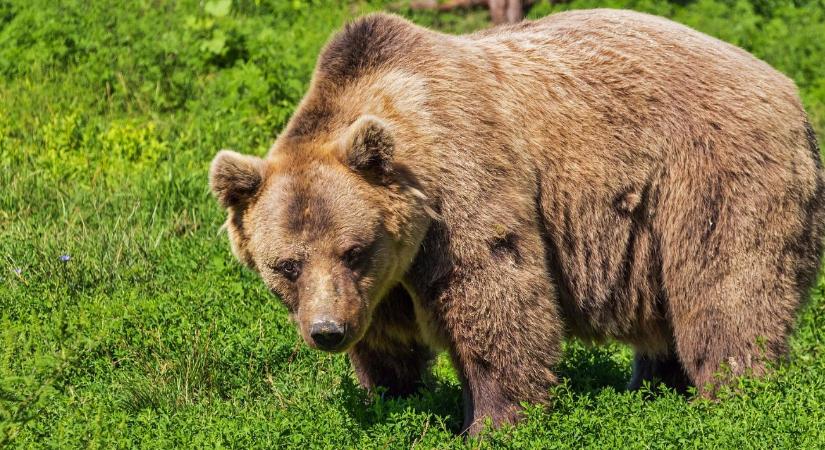 Hát ez durva: Szlovákiában tízezrek gyűjtik a medvék ürülékét és szőrét. Vajon miért?