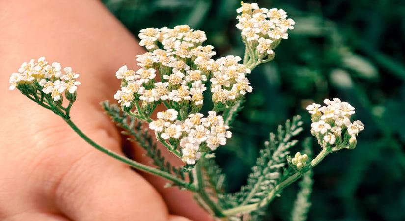 KVÍZ: Apró csodák a fű között – felismered a városi parkok késő nyári virágait?
