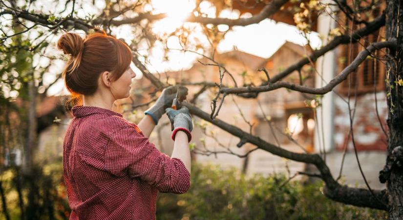 Augusztusi metszés: ezeknél a növényeknél most kötelező a visszavágás