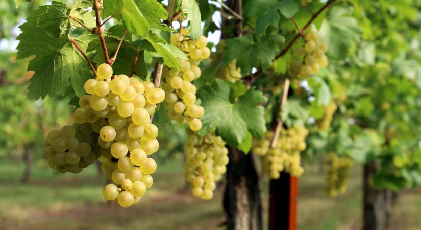 Veszélyben a magyar szőlőültetvények, soha nem látott támogatás érkezhet