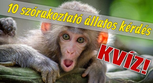 Kvíz: 10 szórakoztató állatos kérdés. Tudsz felelni helyesen mindre?