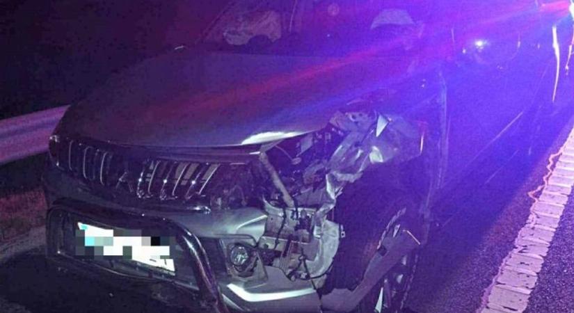 Szarvas okozott balesetet az M6-oson Bölcskénél