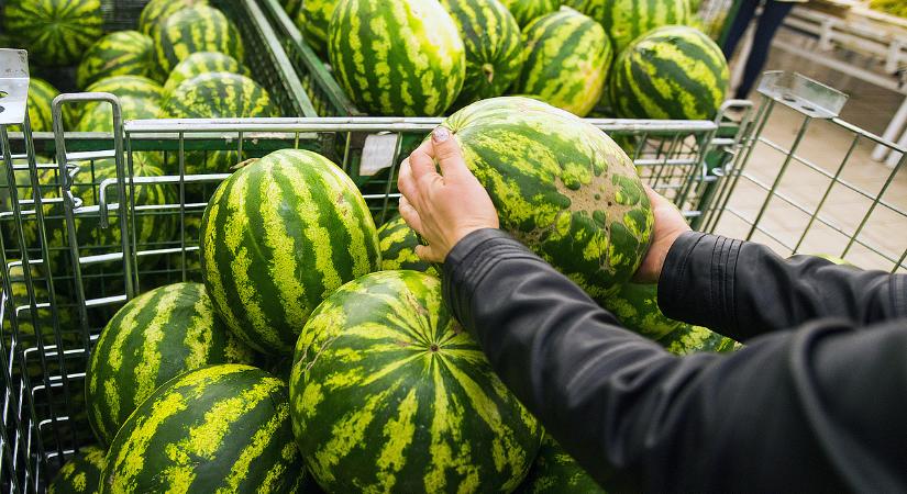 Több száz kiló dinnye ment a szemétbe, pedig csak egy apróság hiányzott